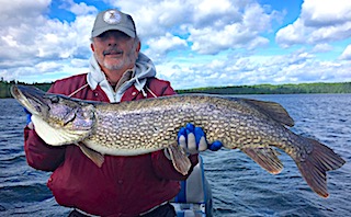 Second Trophy Size Northern Pike by Tony Fishing at Fireside Lodge in Canada